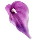 Kalla wyrobowa mała kalia fioletowa materiałowa