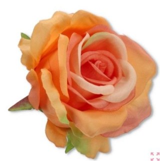 Róża główka kwiatowa brzoskwiniowa