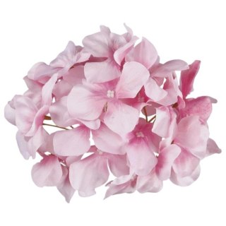 Hortensja różowa główka wyrobowa