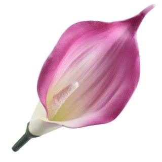 Kalla piankowa mini fioletowe ombre