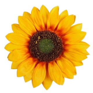 Słonecznik główka wyrobowa