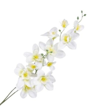 Storczyk satynowy biały gałązka