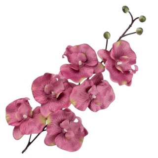 Storczyk satynowy h80