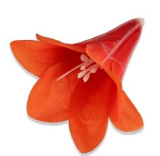 Lilia mini główka kwiatowa