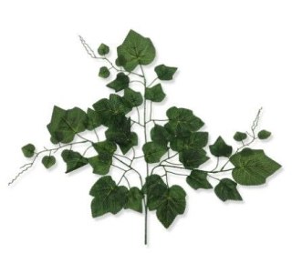 Liść Winogrona rozłożysty duży