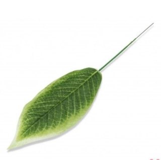 Mały liść pojedynczy jasny