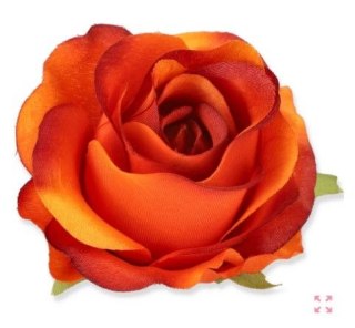 Róża vivaldi główka kwiatowa ciemny pomarańcz