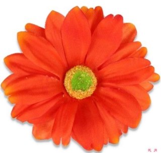 Rudbekia główka kwiatowa