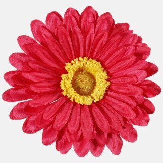 Gerbera gerber czerwona główka wyrobowa
