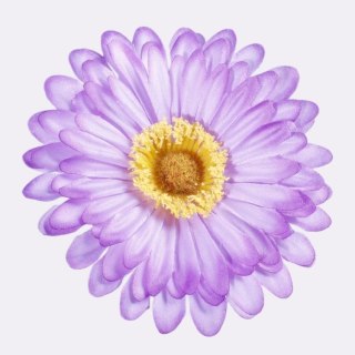 Gerbera gerber fioletowa główka wyrobowa