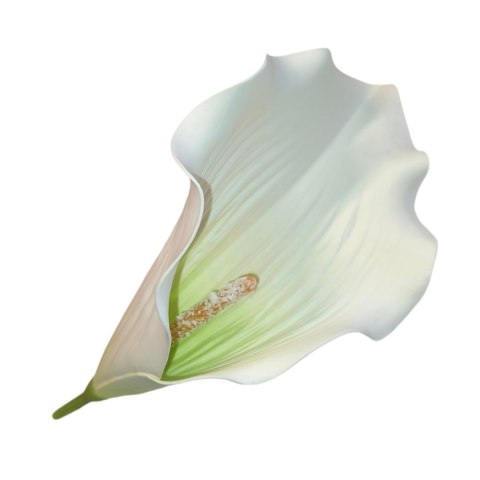 KALIA BIAŁA DUŻA