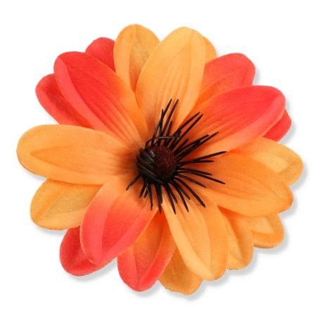 Dalia pomarańczowa ombre