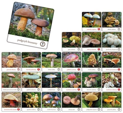 Gra memory - grzyby polski Gra memory - grzyby polski