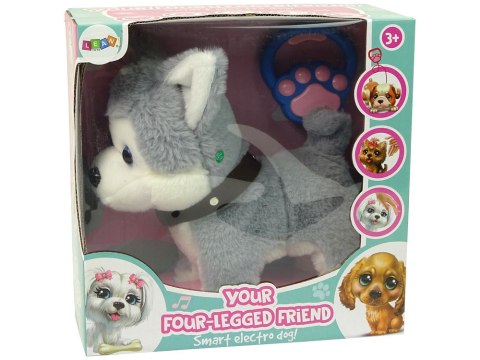 Pluszowy Piesek Husky Interaktywny Edukacyjny Smycz Piosenki Chodzi Pluszowy Piesek Husky Interaktywny Edukacyjny Smycz Piosenki Chodzi