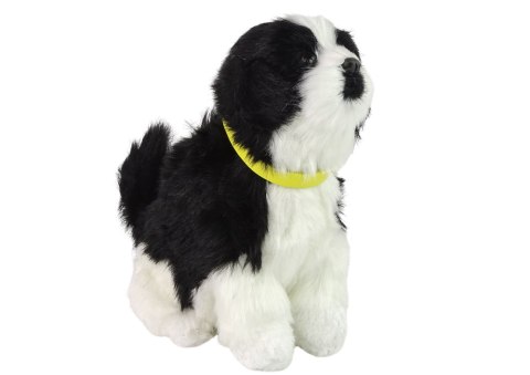 Interaktywny Pies Piesek Border Collie Pluszowy Szczeka Rusza Ogonem Interaktywny Pies Piesek Border Collie Pluszowy Szczeka Rusza Ogonem